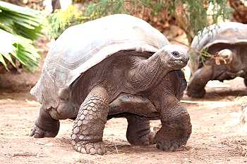 Aldabra Riesenschildkrten