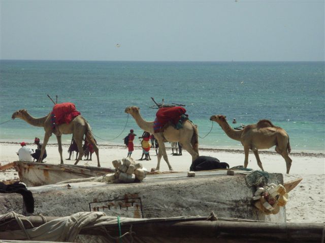 camels