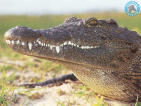 Crocodile Farm