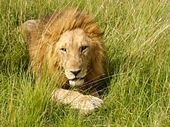 Lion at Masai Mara