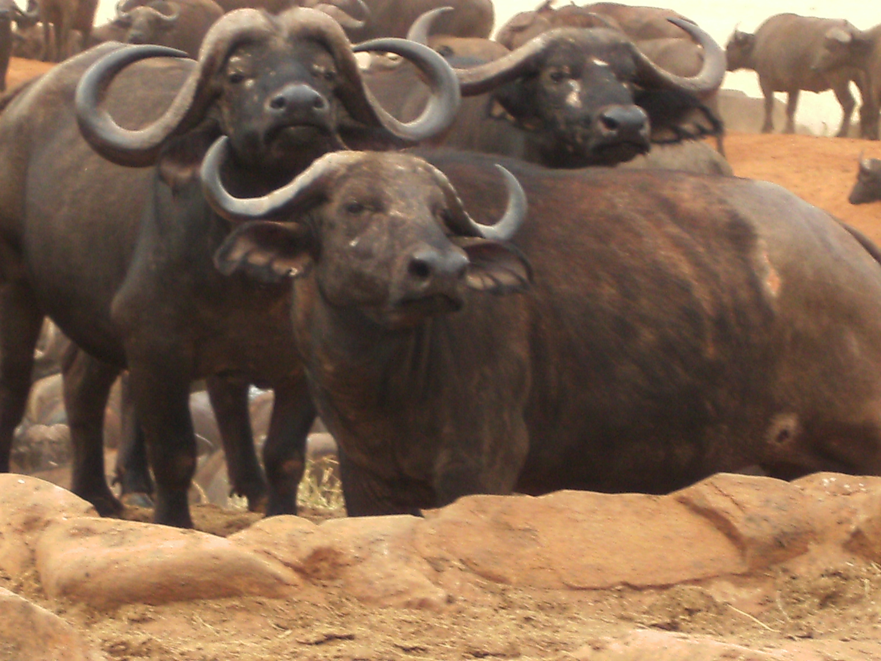 Buffalo