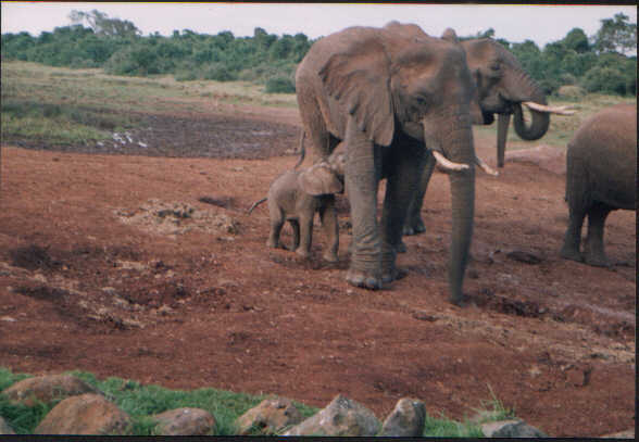 elephant in Aberdeen National Park