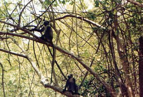 Colobus monkeys in Diani Beach