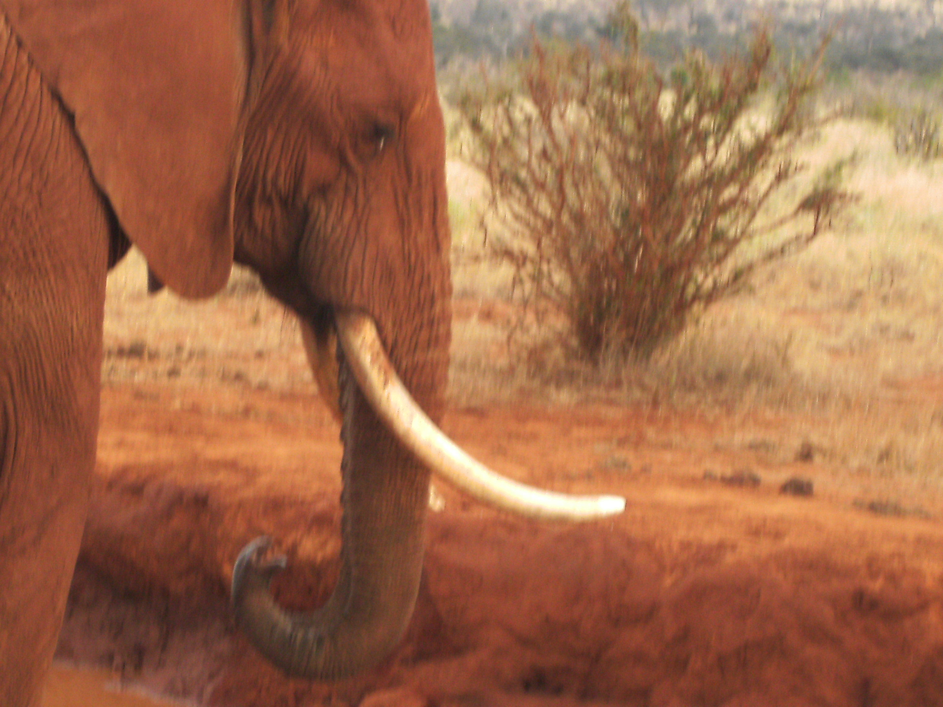 Elephant at Tsavo East