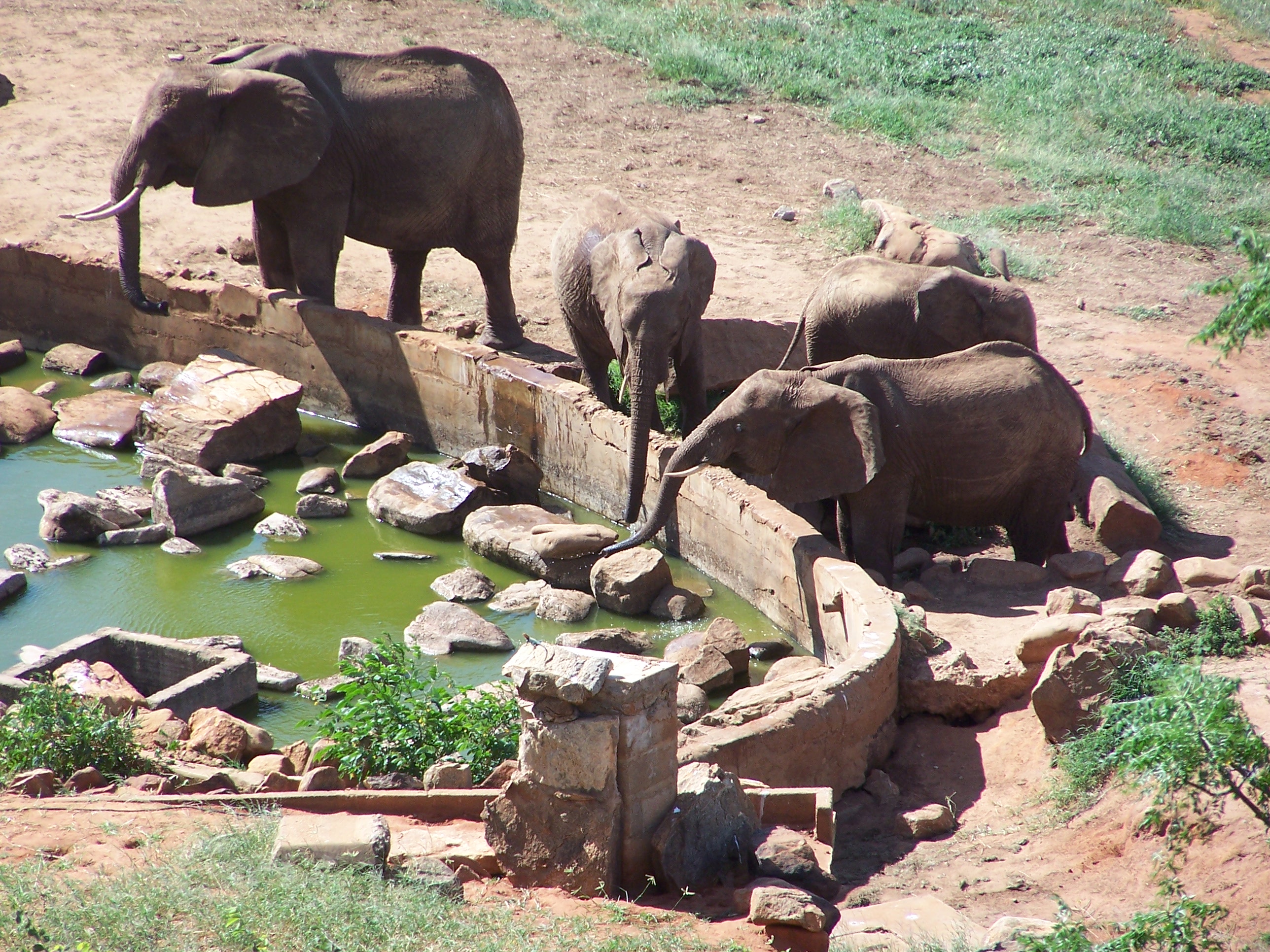 Taking a drink