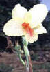 The beauty of an orchid