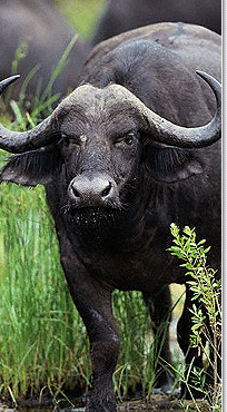 Buffalo