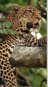 Leopard