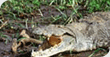 Reptiles
